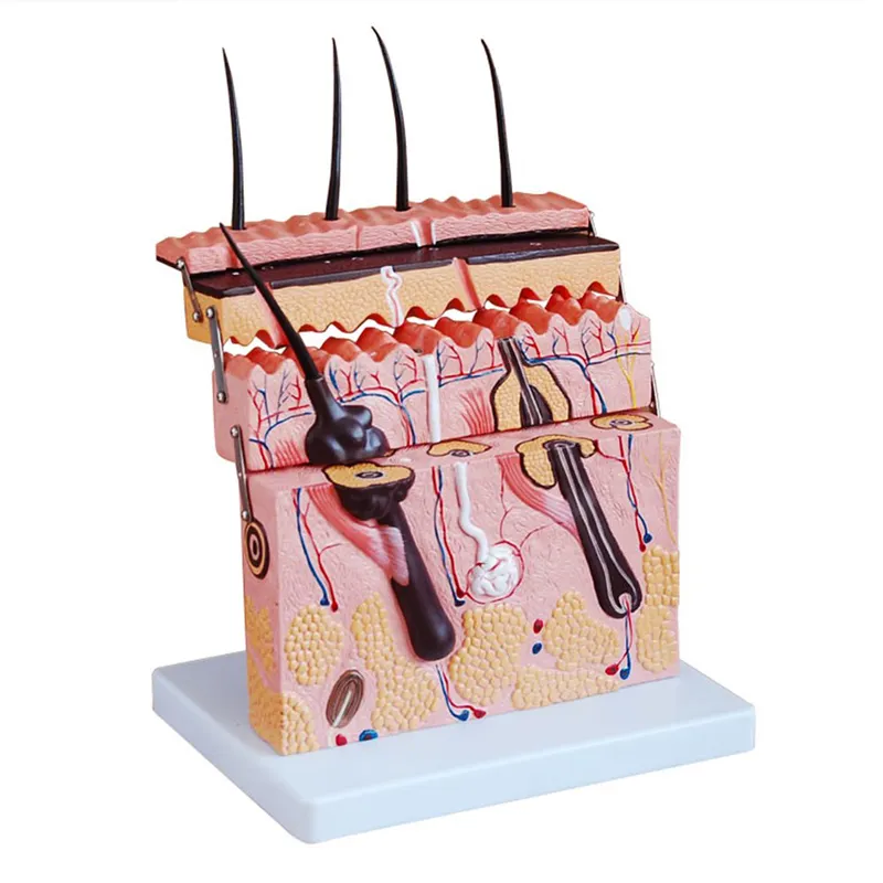 70 X Vergrote Medische Educatief Menselijk Anatomie Skin Model Voor Studenten Studie 3D View