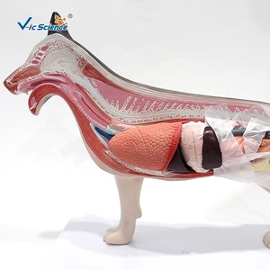 Material plástico perro modelo anatómico modelos anatómicos <span class=keywords><strong>para</strong></span> enseñanza médica modelo biológico - Product Image 3