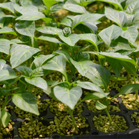 Plateau de germination en plastique pour semis de légumes, 15, 21, 50, 72, 98, 105, 128, 200 cellules, XQ 15