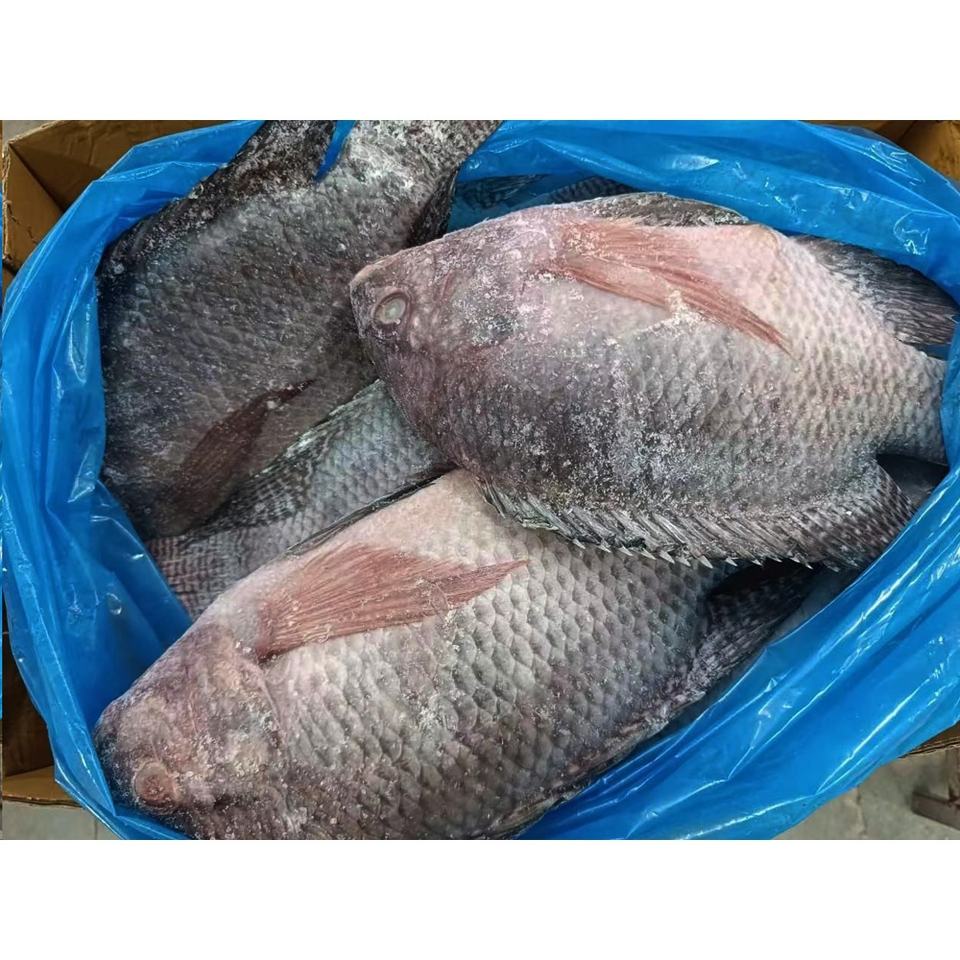 Black Tilapia Fish Whole Round 500g Wholesale Frozen Fish China Export ...