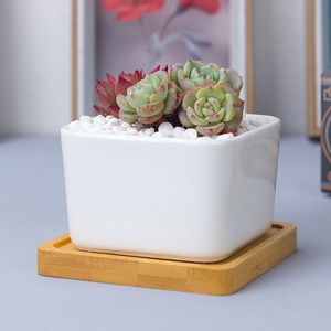 Dropshipping vasi per <span class=keywords><strong>piante</strong></span> succulente in ceramica bianca da 3.3 pollici vasi per <span class=keywords><strong>piante</strong></span> da fiore di <span class=keywords><strong>Cactus</strong></span> contenitori quadrati <span class=keywords><strong>con</strong></span> vassoio di bambù - Product Image 6