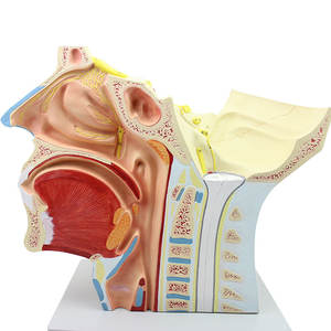 頭の神経モデル - Product Image 2