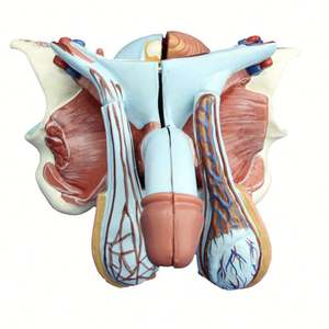 Modelo de órgano genital masculino KyrenMed, modelo anatómico reproductivo, <span class=keywords><strong>genitales</strong></span> <span class=keywords><strong>internos</strong></span> y externos, 5 piezas, PVC avanzado, tamaño real - Product Image 1