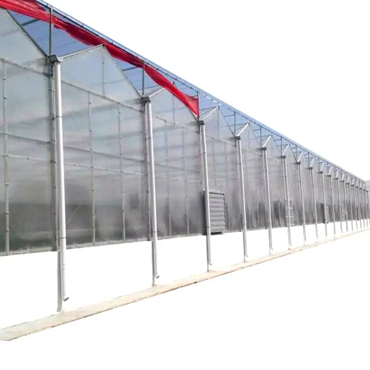 Automatic Agriculture Green House Building Commercial Farming Polycarbonate Greenhouse Climate Controlled Tomato Greenhouse