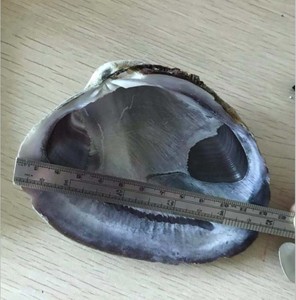 เปลือกหงส์สีม่วงสำหรับตกแต่งงานฝีมือ - Product Image 6