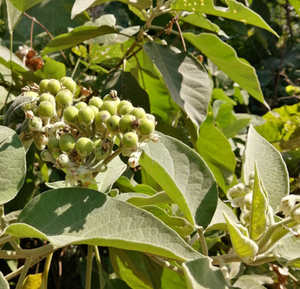 ハーブ<span class=keywords><strong>Mullein</strong></span> Mightbrier <span class=keywords><strong>Leaf</strong></span>用の高品質の新しい生天然Solanum erianthum - Product Image 4