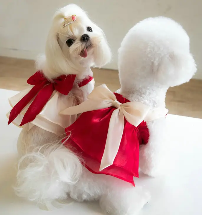 JXANRY春夏犬かわいいボウガーゼスカートペットプリンセスドレス犬服小型猫服製造
