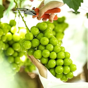 <span class=keywords><strong>Uva</strong></span> Shine Muscat Sin Semillas de Nueva Cosecha, Pulpa Crujiente, Calidad Premium, <span class=keywords><strong>Uva</strong></span> Sunshine Rose para Supermercado - Product Image 2
