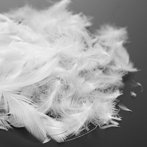 Lông Vịt Trắng/Xám Đã Rửa 2-4 Cm - Product Image 5
