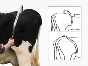 Thú Y Cụ Bằng Thép Không Gỉ Đẻ Thiết Bị Ngừng Chống Đá Thanh Đối Với Sữa Bò - Product Image 6