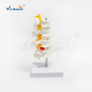 Modèle à quatre vertèbres ; modèle d'anatomie squelettique humaine - Product Image 2