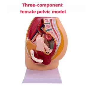 Section sagittale pelvienne masculine en 4 parties Mannequin en PVC Modèle d'anatomie du système reproducteur féminin en 3 parties pour l'éducation médicale - Product Image 4