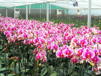 Différentes fleurs, telles que les Phalaenopsis, les orchidées
