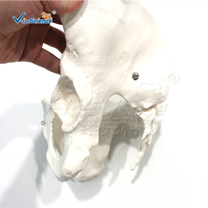 Modèle de squelette pelvien féminin humain grandeur nature en PVC écologique pour l'enseignement en obstétrique, orthopédie, anatomie et laboratoire CE/ISO/ROHS/CNAS - Product Image 5