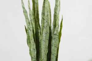 Plantas <span class=keywords><strong>de</strong></span> Serpiente Artificiales <span class=keywords><strong>de</strong></span> 90CM, Tipo <span class=keywords><strong>Lengua</strong></span> <span class=keywords><strong>de</strong></span> Madre <span class=keywords><strong>de</strong></span> <span class=keywords><strong>la</strong></span> Novia, Verdes, <span class=keywords><strong>de</strong></span> Gran Tamaño - Product Image 5