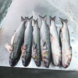 Pesce Cefalo Grigio Congelato Prezzo all'Ingrosso Cefalo Grigio Congelato e Sviscerato di Alta Qualità - Product Image 2