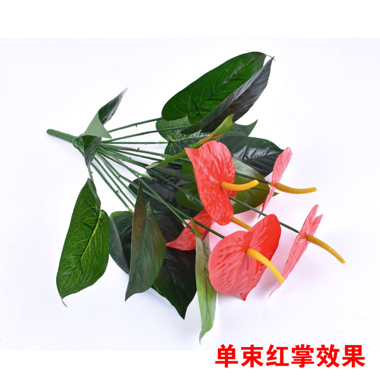 Anthurium simple