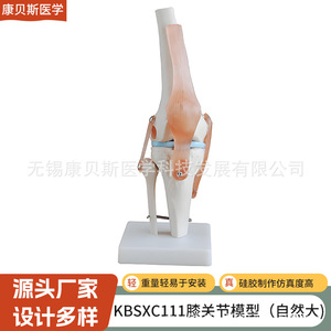 Modèle d'articulation du genou KBS/XC111, modèle fonctionnel du groupe de ligaments de l'articulation du genou humaine, modèle d'articulation du genou humaine - Product Image 1