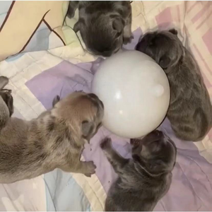 multiple puppy bottle feeder
