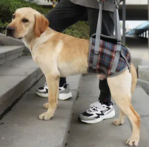 حفاضات الكلب الذكور بالجملة التفاف مع المقود للمشي