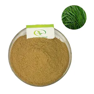 GMP hot selling high quality green barley grass extract powder
