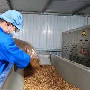 Vers de farine jaunes séchés riches en protéines (55 %) – Aliment naturel pour oiseaux, poulets, poissons et animaux de compagnie - Product Image 4