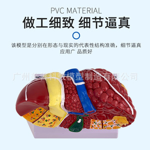 Modèle d'anatomie hépatique humaine pour simulation médicale, hilaire hépatique, vésicule biliaire, structure des voies biliaires, organe du système digestif - Product Image 2