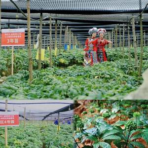 สมุนไพรจีน รากแห้งธรรมชาติ โสมเทียม/สามเจ็ด/พานาซ์ โนโตจินเซ็ง - Product Image 3