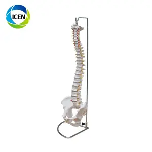 Di-103 PVC Ukuran Hidup Kolom Vertebra Tulang Belakang Skeleton 3d Lumbar Model Anatomi dengan Pelvis