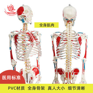 Modelo de esqueleto humano para fines didácticos, pintado y coloreado a mano, modelo de esqueleto humano de 170 cm con músculos del cuerpo completo. - Product Image 5