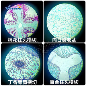 [Original Manufacturer] 50-Style Set of Plant Slides for Higher Education - Beautiful <b>Microscopic</b> Images, Specially Designed - Product Image 4