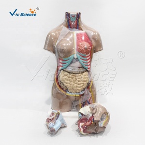 แบบจำลอง<span class=keywords><strong>ก</strong></span>ายวิภาคศาสตร์ลำตัวมนุษย์ขนาด 85 ซม. พร้อมชิ้นส่วนที่ถอดออกได้ 27 ชิ้น สำหรับ<span class=keywords><strong>ก</strong></span>ารเรียนการสอนทาง<span class=keywords><strong>ก</strong></span>ารแพทย์ - Product Image 1