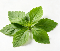Extrait de feuille d'Ashitaba naturel en gros 4:1, poudre d'extrait d'Angelica Keiskei Koidzumi de qualité alimentaire, extrait végétal