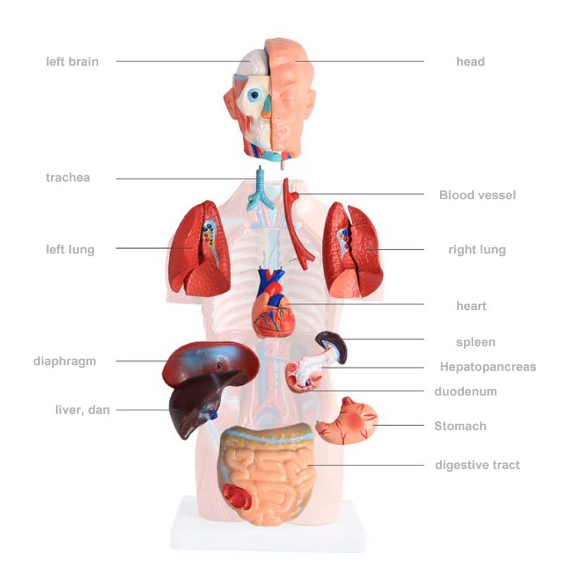 Medical Science Teaching 85cm Human Torso Model PVC Plastic Detachable Anatomy Demonstration Model