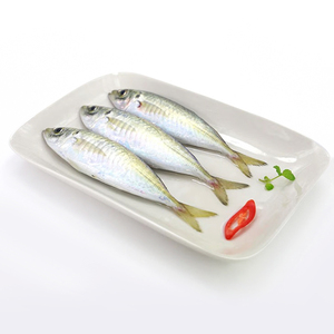 ปลาทูทะเลแอตแลนติกสำหรับส่งออก - Product Image 6