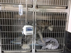 <span class=keywords><strong>Jeringa</strong></span> Veterinaria Micro con Certificación CE, Bomba de Infusión con Pantalla Táctil, Monitoreo de Presión de Emergencia para UCI, Clínica Médica - Product Image 6