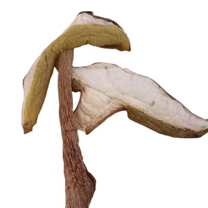 "פרימיום אורגני Wild קציר פורצ 'יני פטריות אבקה-טהור, עשירים בחומרים מזינים קולינרית רחת עבור גורמה בישול ובריאות Supp - Product Image 3