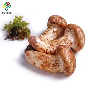 Usine chinoise de type champignon comestible, champignon comestible