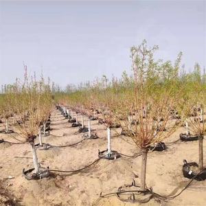 <span class=keywords><strong>Macetas</strong></span> <span class=keywords><strong>de</strong></span> Cultivo HOKBG Anti-UV <span class=keywords><strong>de</strong></span> <span class=keywords><strong>60</strong></span> <span class=keywords><strong>Litros</strong></span>, Bolsas <span class=keywords><strong>de</strong></span> Cultivo <span class=keywords><strong>de</strong></span> Plástico para Viveros, <span class=keywords><strong>Macetas</strong></span> para Plántulas, Drenaje para Jardinería, <span class=keywords><strong>Macetas</strong></span> <span class=keywords><strong>de</strong></span> Cultivo Semi-enterradas - Product Image 6