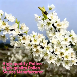 Polline di Ciliegio di Alta Qualità all'Ingrosso, Estratto di Ciliegio in Polvere, Pollinazione Artificiale con Polline di Ciliegio - Product Image 5
