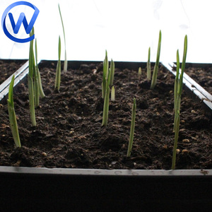 Plateaux de germination pour <span class=keywords><strong>orge</strong></span>, semis et repiquage en PP, 24x60, pour la semence de riz - Product Image 6