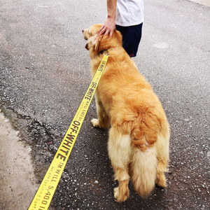 Venta al por mayor 30% de descuento superventas personalizado moda Nylon perro <span class=keywords><strong>Collar</strong></span> para correa y <span class=keywords><strong>Collar</strong></span> collares para mascotas productos para perros - Product Image 3