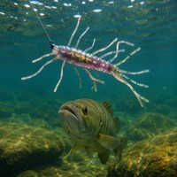 Leurre de pêche réaliste en forme de crevette souple