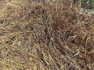 เพน็อกซ์ซูลัม 2.5% โอดี / 25% เอสซี / 25% ดับเบิ้ลวีดจี สารกำจัดวัชพืชหลังการปลูกข้าว สำหรับควบคุมวัชพืช<span class=keywords><strong>ชนิด</strong></span>บาร์นยาร์ดกราส ใบกว้าง และวัชพืชชนิดอื่นๆ ในนาข้าว - Product Image 6