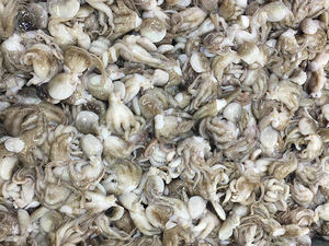 <span class=keywords><strong>Pulpo</strong></span> Congelado a <span class=keywords><strong>Precio</strong></span> Competitivo, Marisco Fresco Directo de Tailandia - Product Image 6