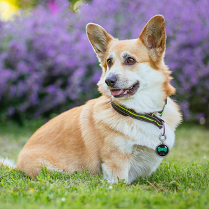 Etiqueta de impresión personalizada 213 Em Metal 213 Tracking Dog Air Smart 13,56 Mhz Rfid Nfc Dog <span class=keywords><strong>Pet</strong></span> Epoxy Tag Nfc <span class=keywords><strong>Pet</strong></span> <span class=keywords><strong>Id</strong></span> Tag - Product Image 6