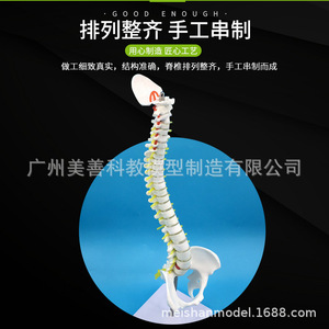 Modelo de Columna Vertebral Humana de 45 cm, Modelo de Columna Vertebral para Prácticas Médicas en Adultos, Modelo de Esqueleto de Columna Cervical y Lumbar - Product Image 2