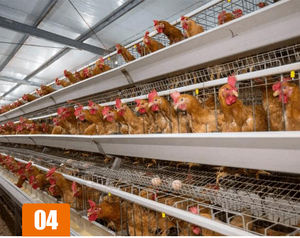 قفص دجاج شبكي مجلفن و قفص طبقات ل 200 طائر للبيع إنشاء مزرعة - Product Image 3