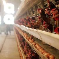 Nouveau système d'élevage avicole à grande échelle de type H, cage à poulets automatique pour l'œuvrage, équipement d'élevage intelligent, galvanisé à chaud