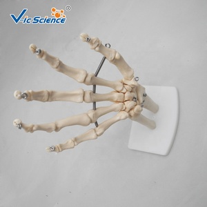 Giải Phẫu Cơ Thể <span class=keywords><strong>3D</strong></span> khoa học y tế Kích thước cuộc sống khớp tay xương xương người mô hình Khớp xương người mô hình xương giải phẫu với bàn tay con người thật - Product Image 2
